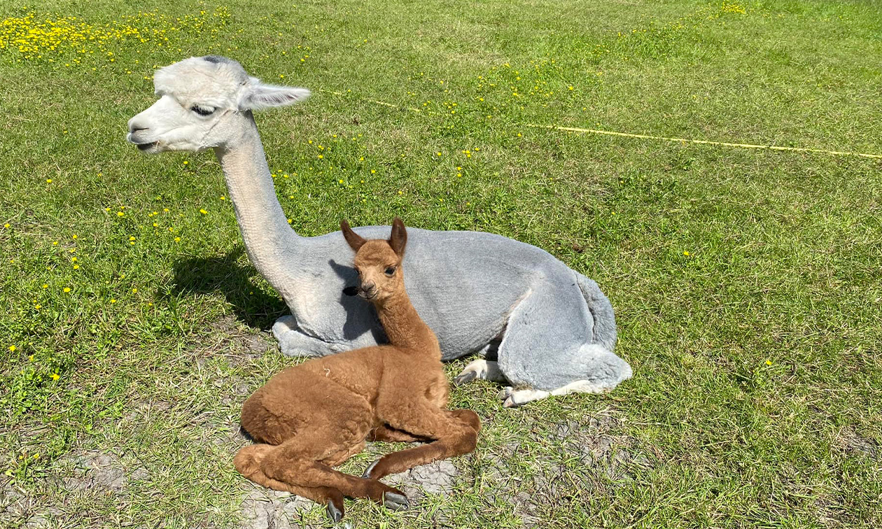 Alpaca & Falabella Ranch