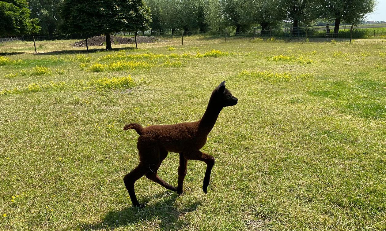 Alpaca & Falabella Ranch