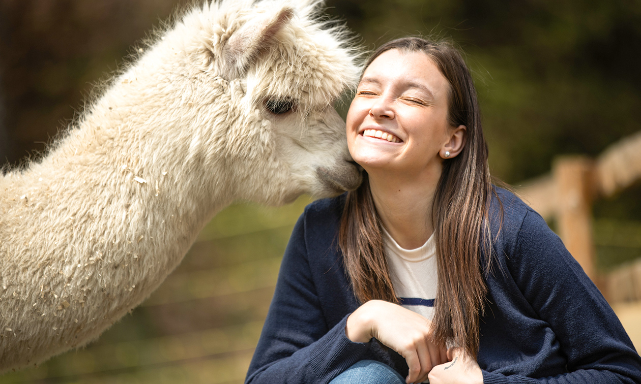 Alpaca Langeslag