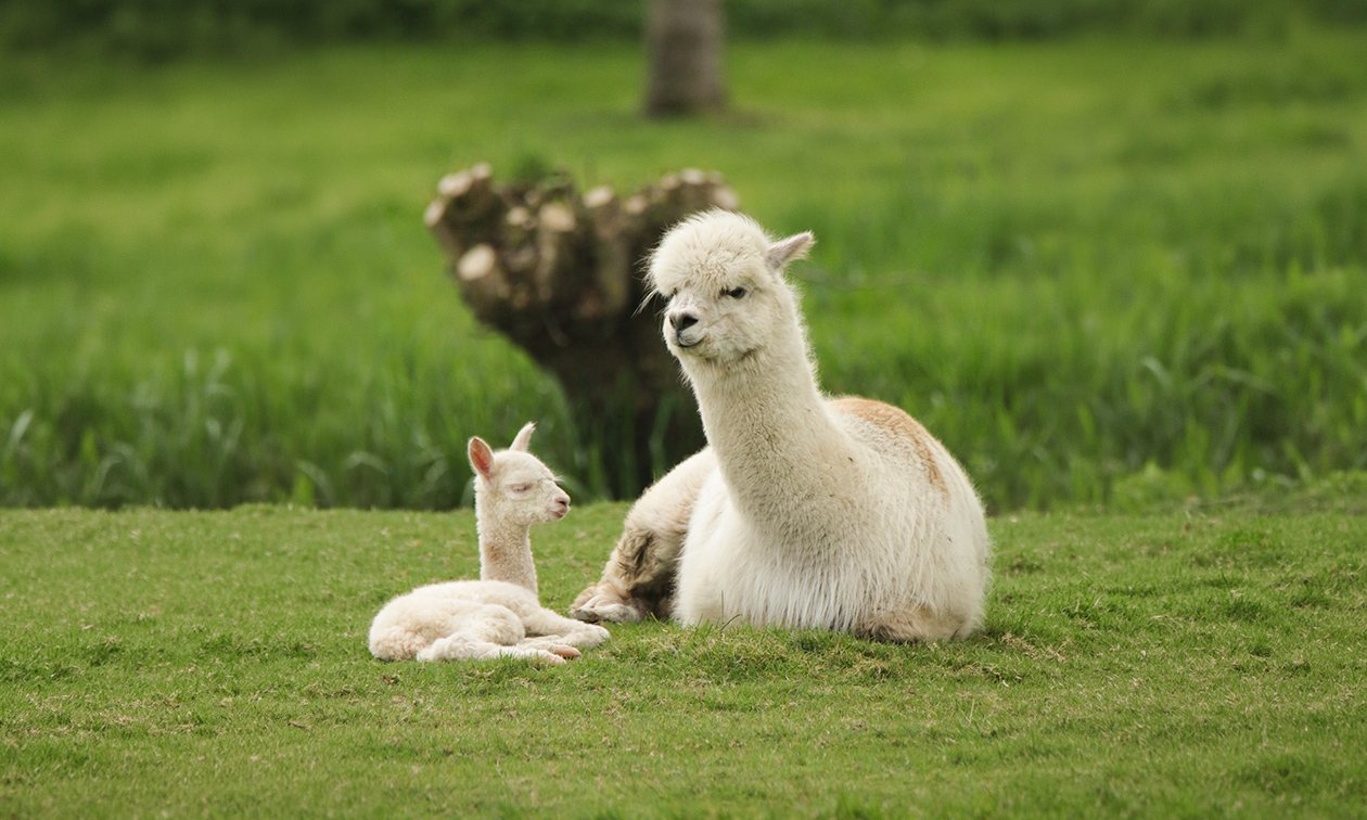 Alpaca Langeslag
