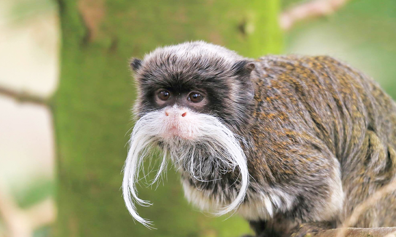 Avifauna