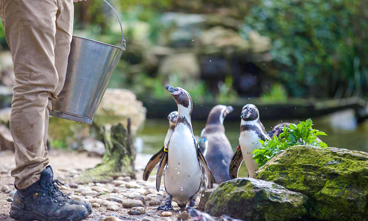 Avifauna