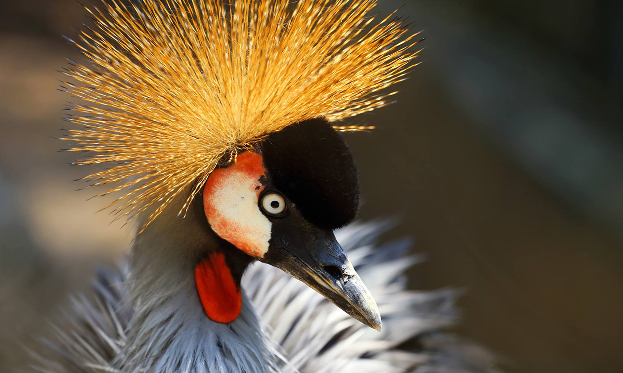 Avifauna