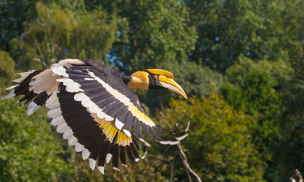 Avifauna