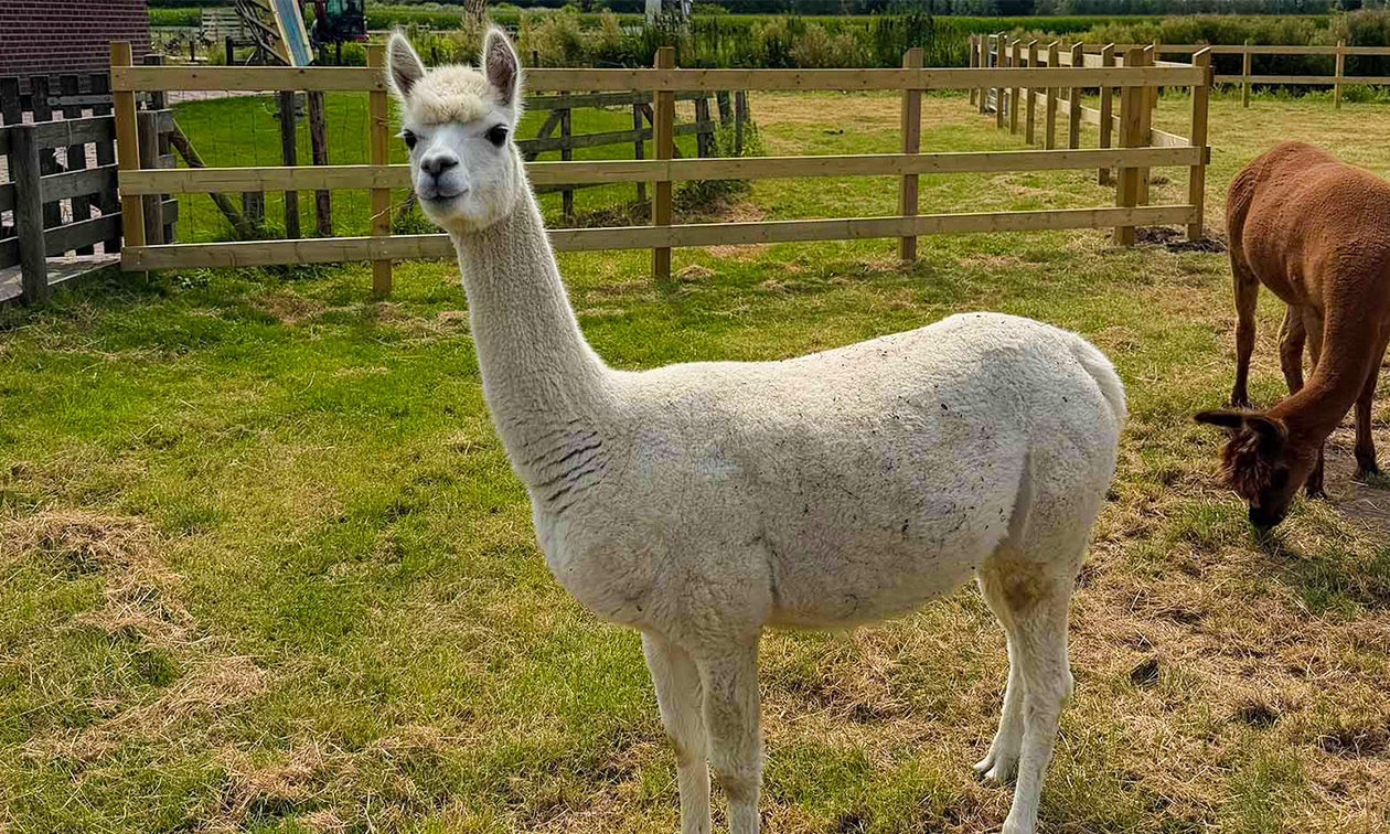 Avonturenboerderij Molenwaard