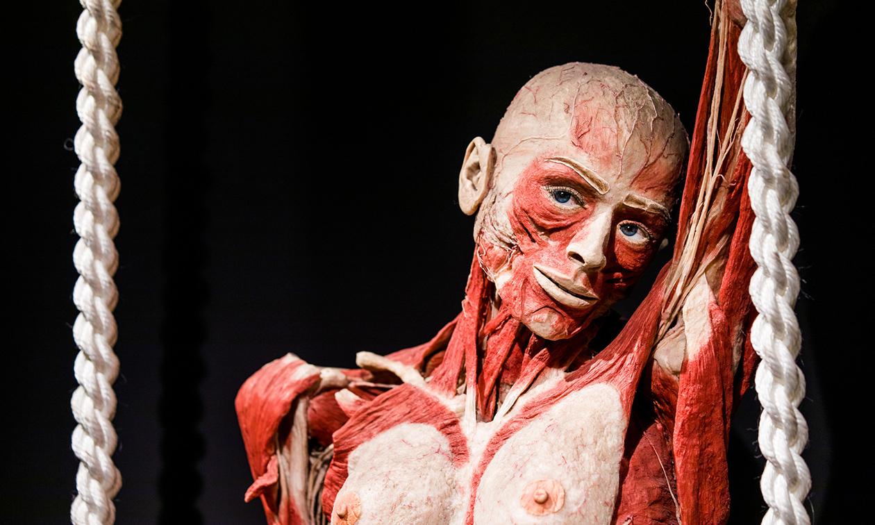 BODY WORLDS: The Happiness Project
