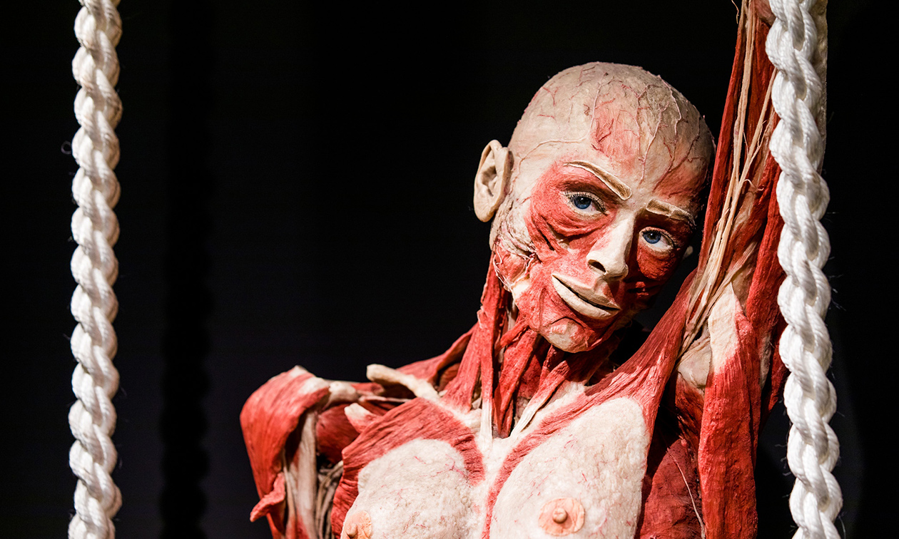 BODY WORLDS: The Happiness Project