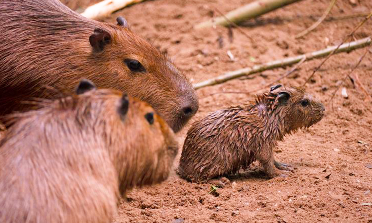 Burgers´ Zoo