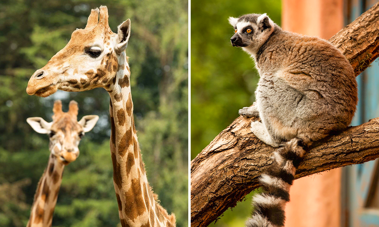 Burgers' Zoo