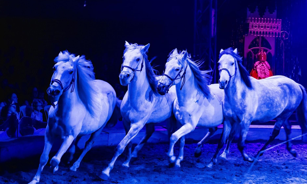 Dancing with Horses