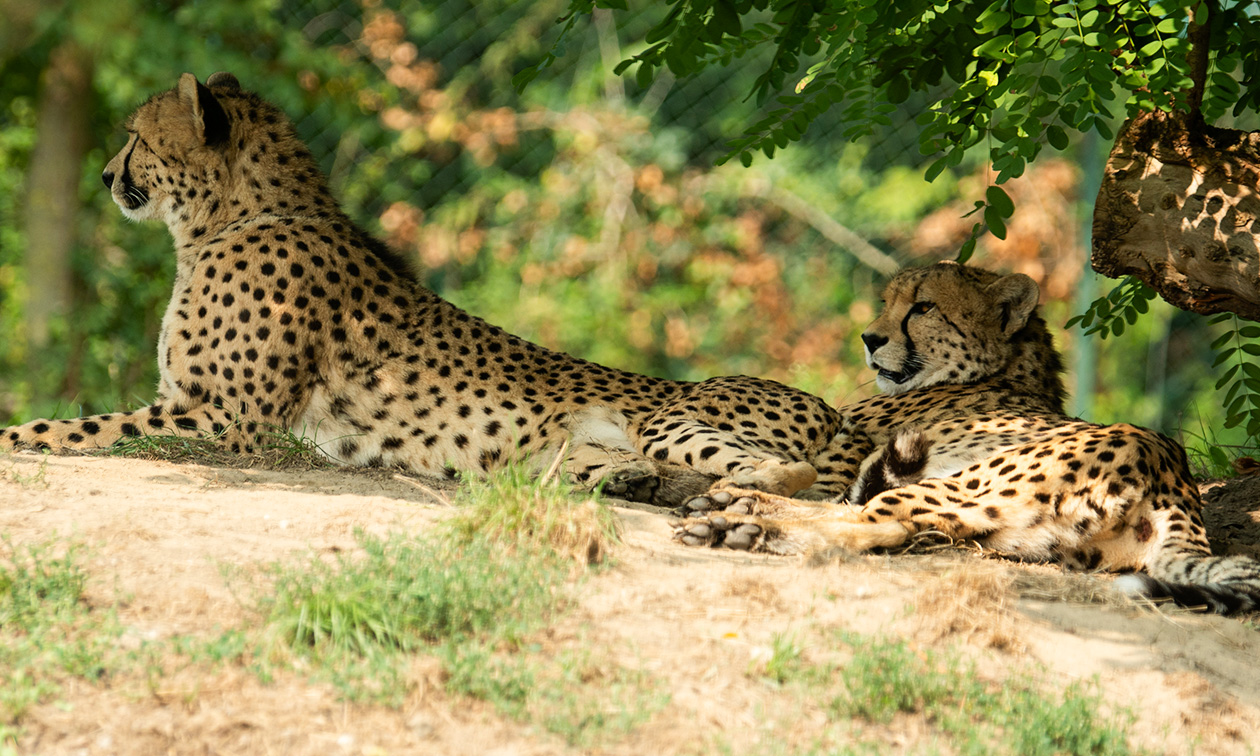 Eindhoven Zoo