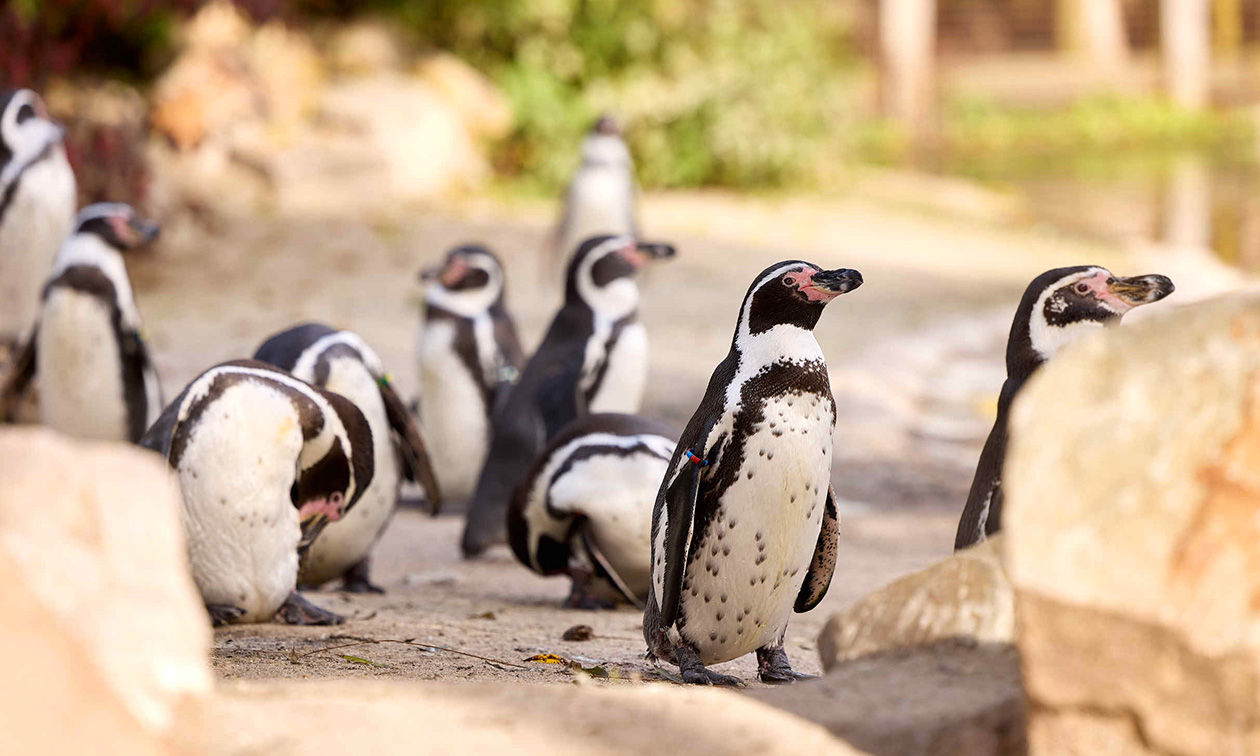 Eindhoven Zoo