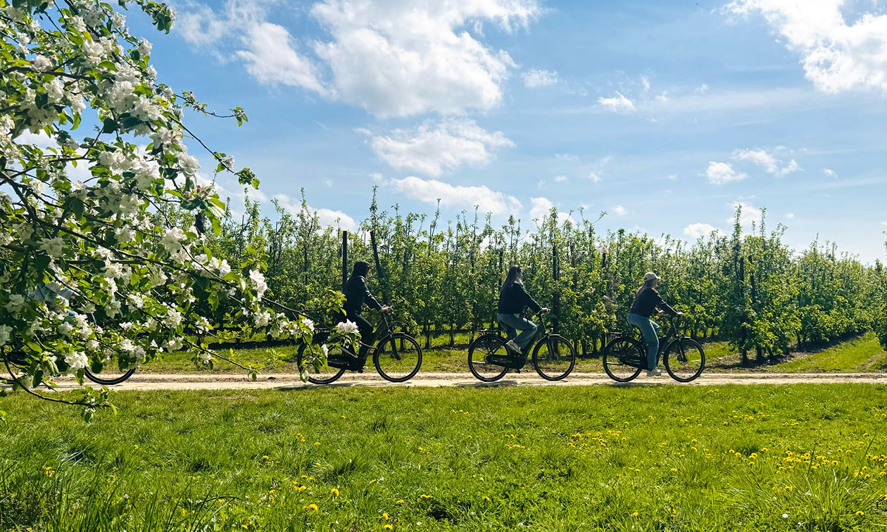 Fietsverhuur Haspengouw