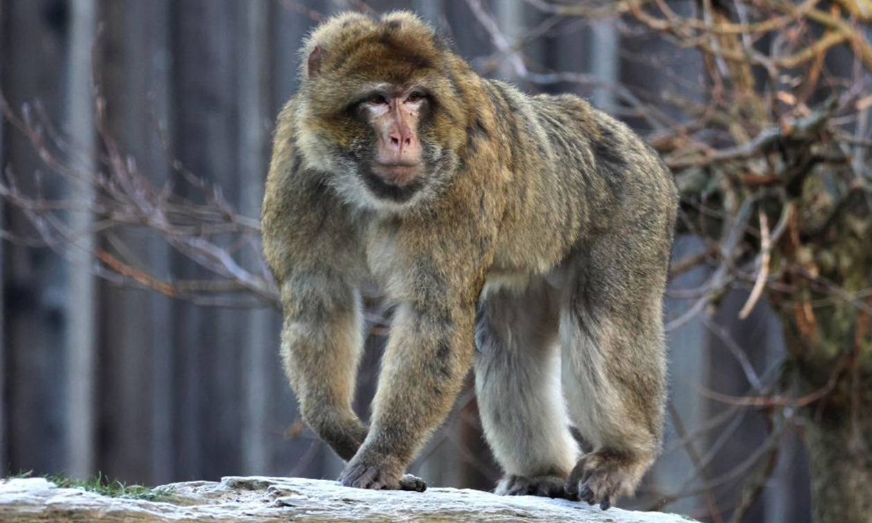 GaiaZOO