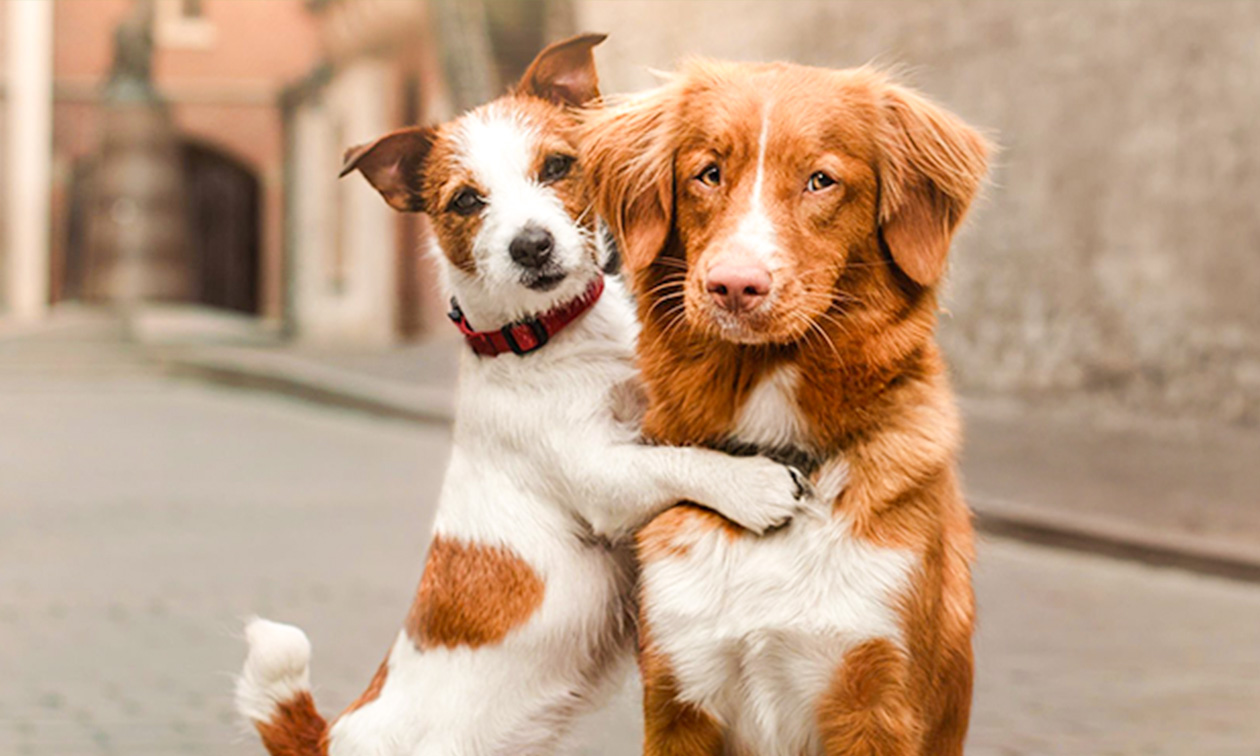 Groovy Dogs