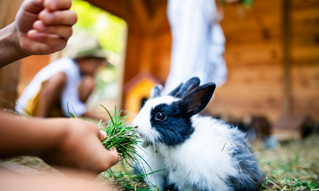 Kinderboerderij De Bollekeshoef