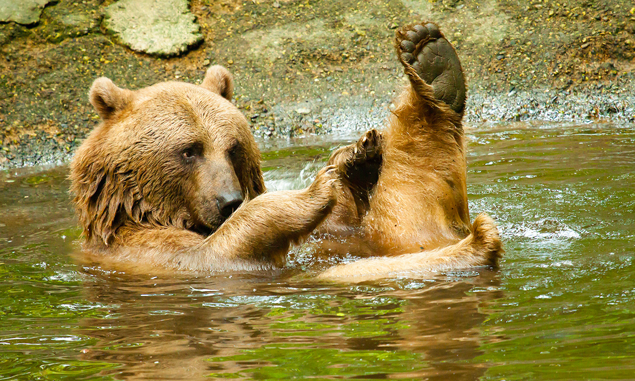 Ouwehands Dierenpark Rhenen