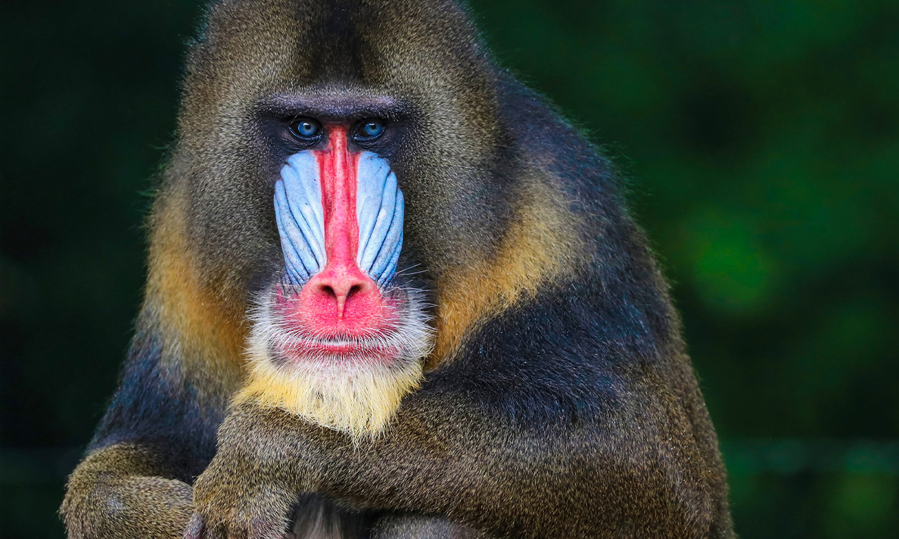 Ouwehands Dierenpark Rhenen