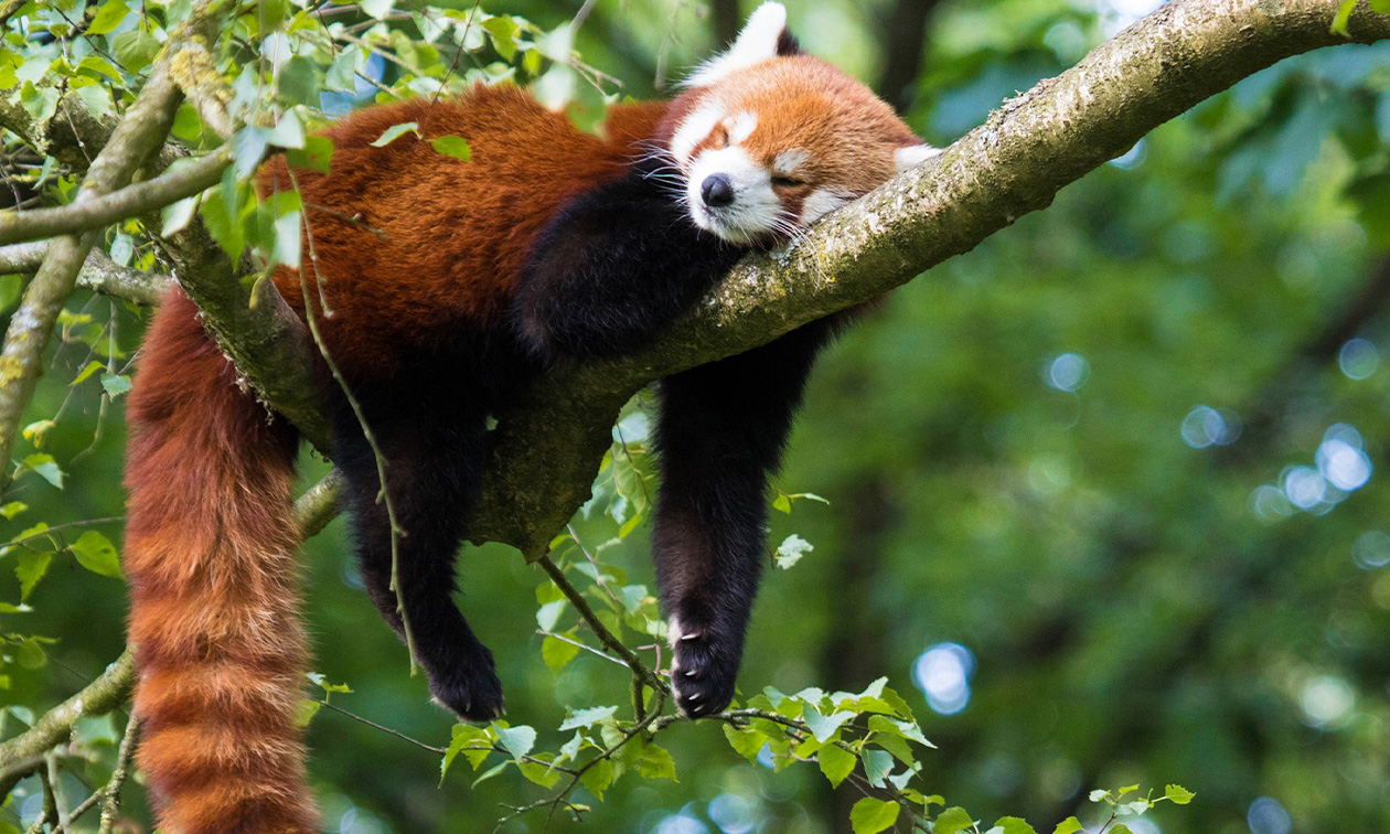 Ouwehands Dierenpark Rhenen