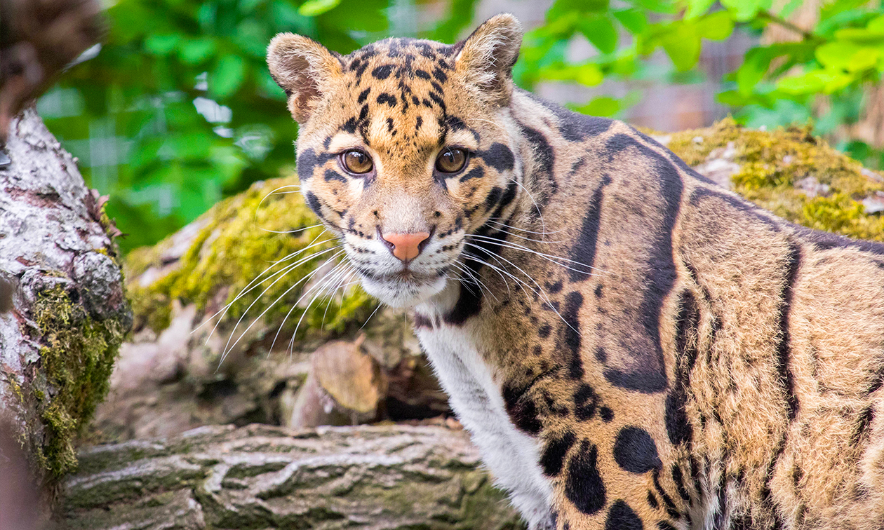 Ouwehands Dierenpark Rhenen