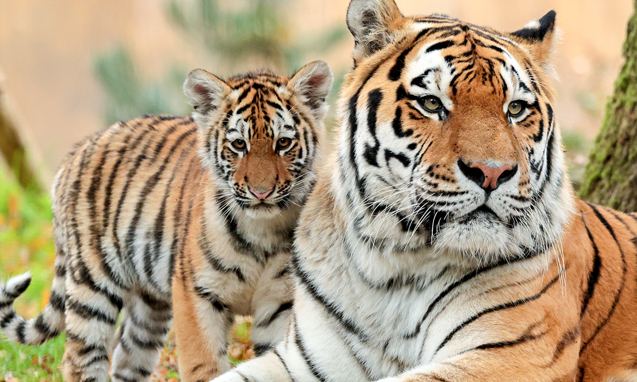 Ouwehands Dierenpark Rhenen
