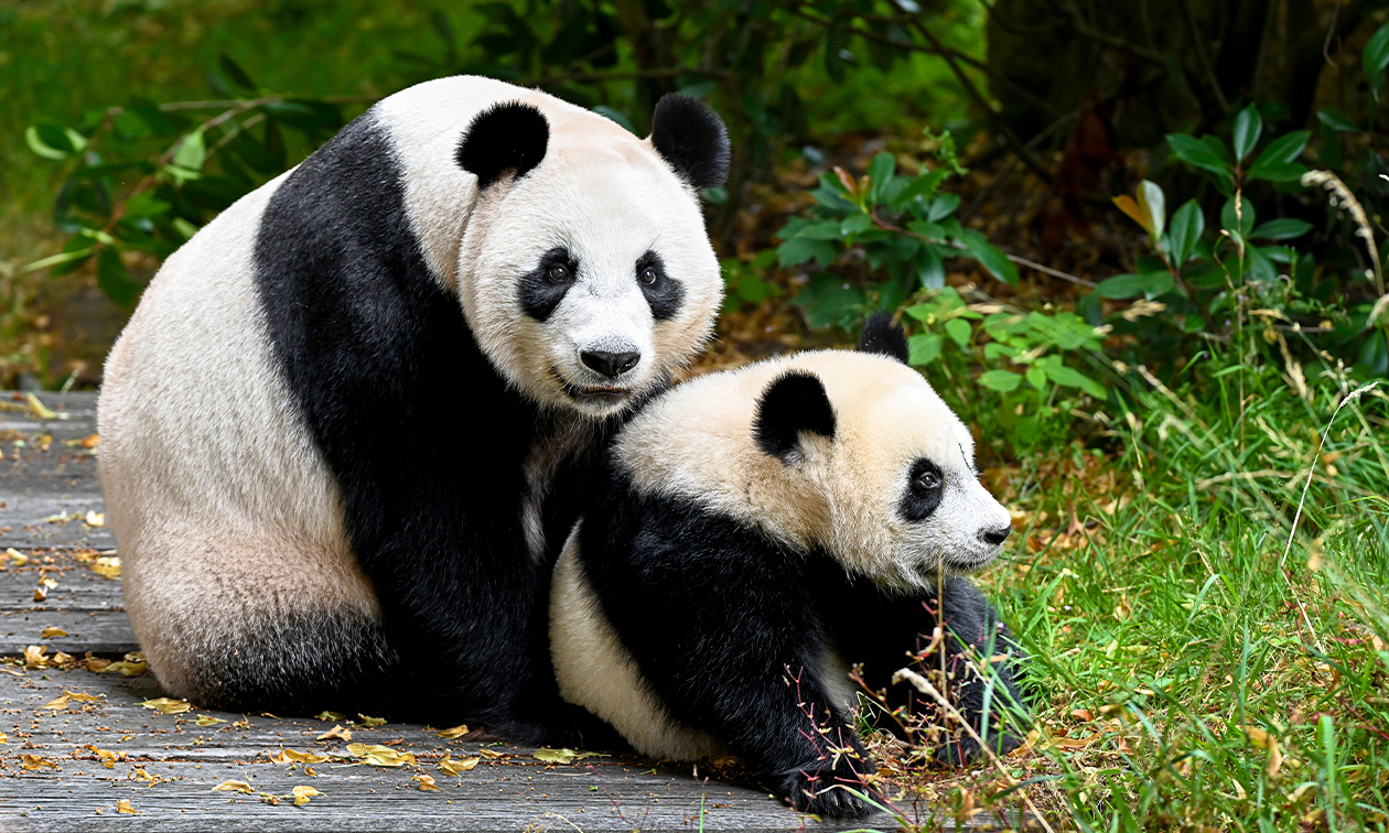 Ouwehands Dierenpark Rhenen