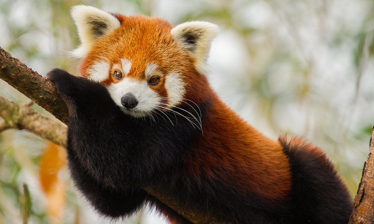Ouwehands Dierenpark Rhenen