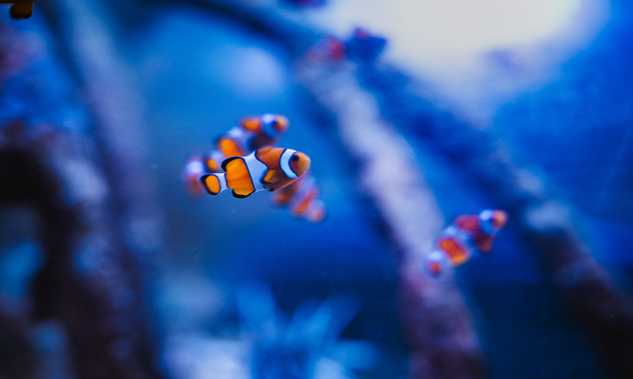 SEA LIFE Scheveningen