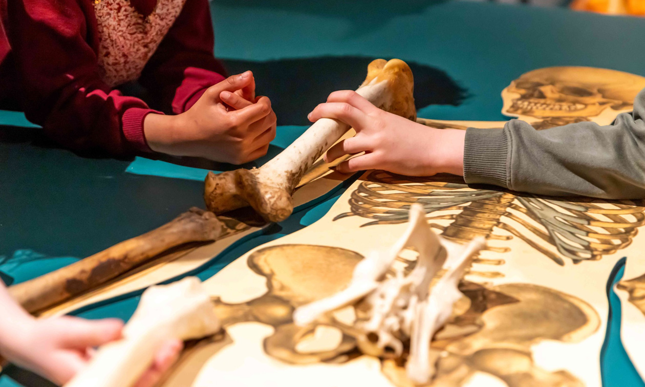 UMU - Universiteitsmuseum Utrecht