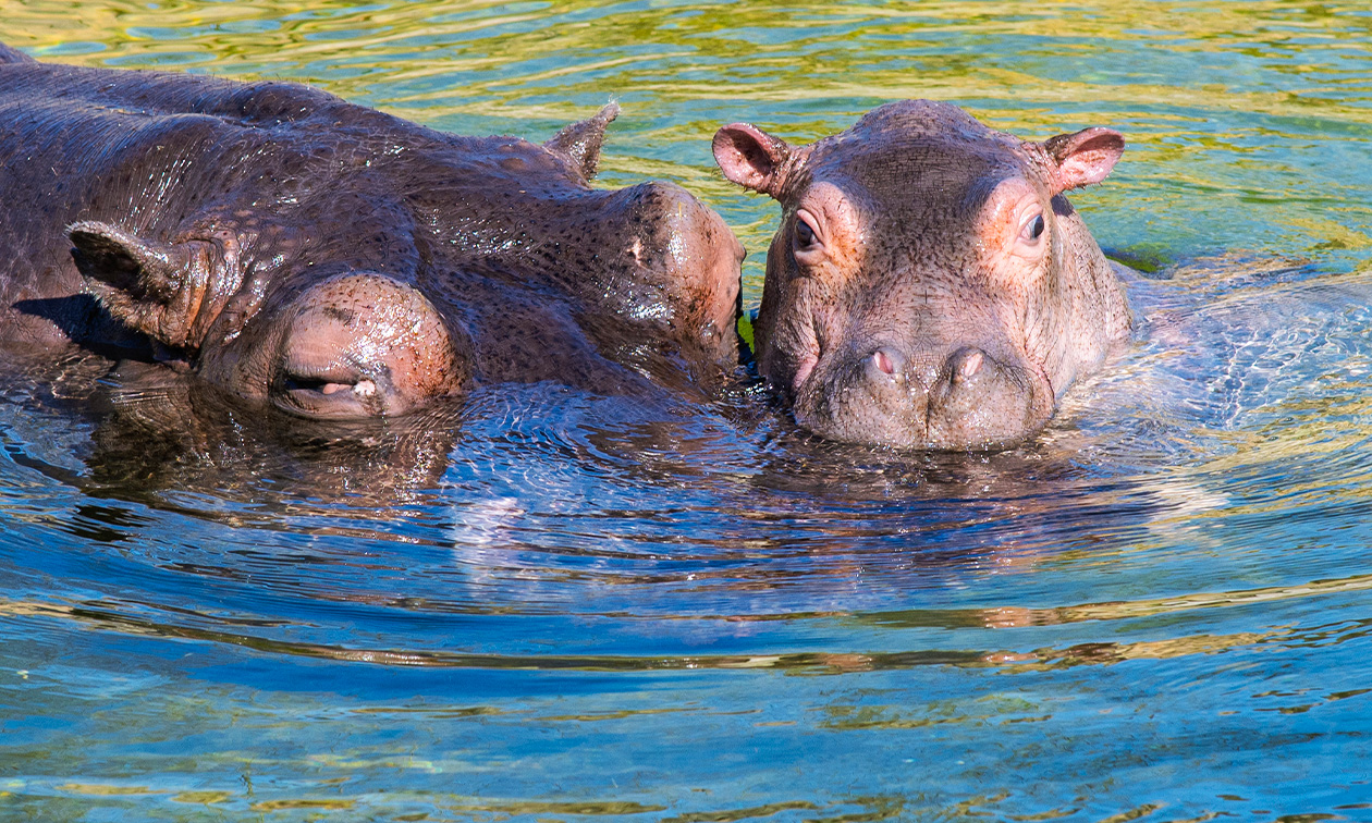 WILDLANDS Adventure Zoo Emmen