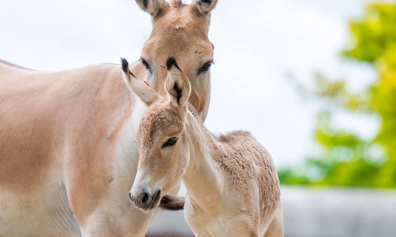 WILDLANDS Adventure Zoo Emmen