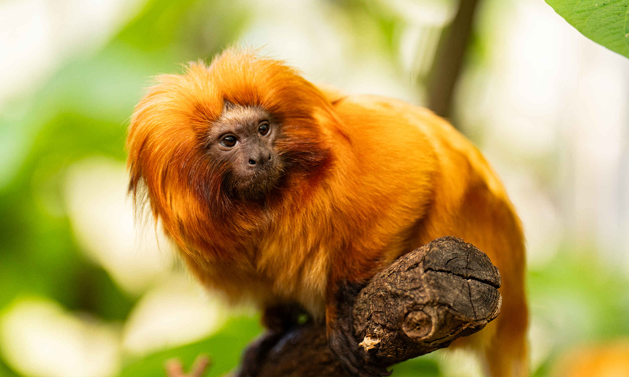 ZooParc Overloon