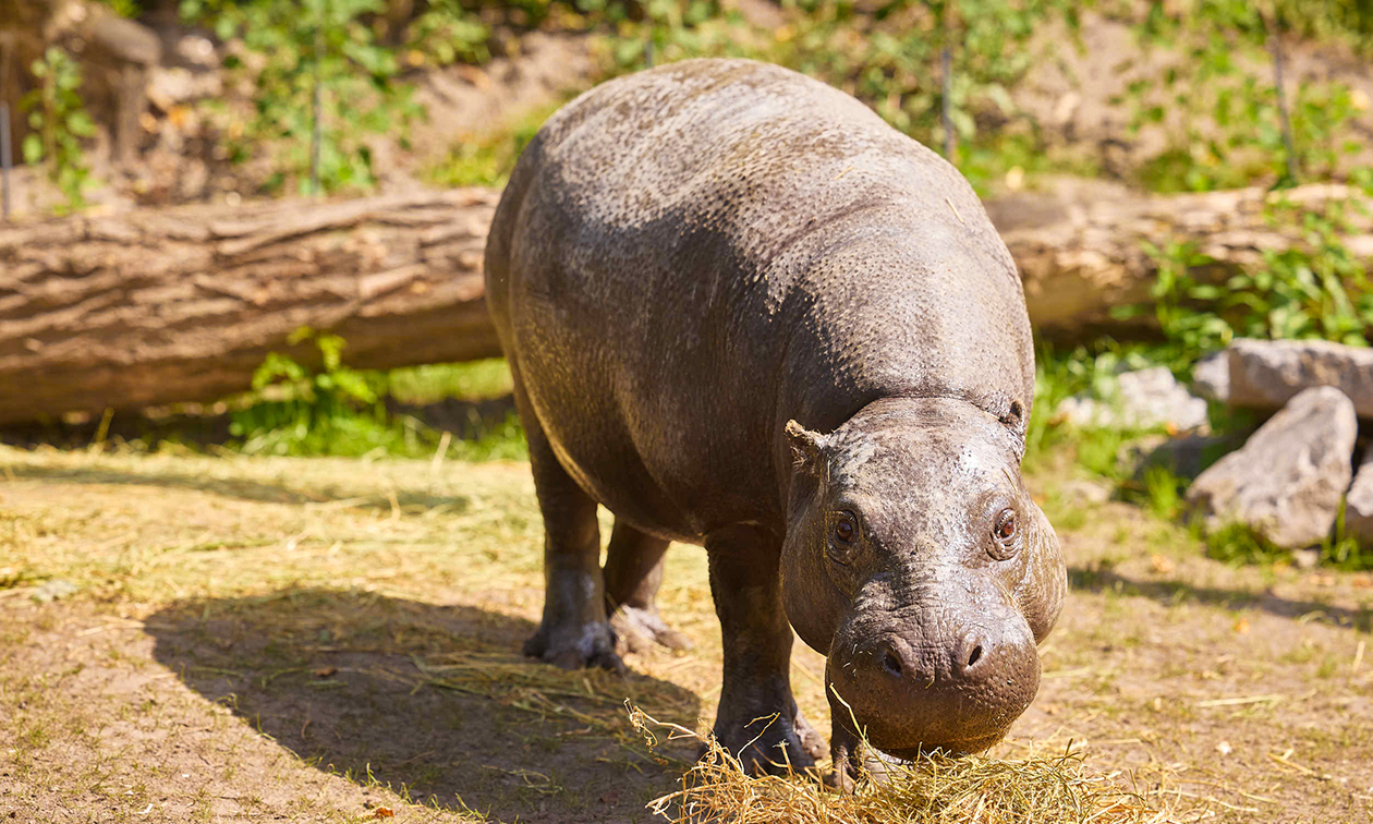 ZooParc Overloon