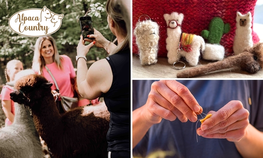 Creatieve workshop naaldvilten met alpacawol (2,5 uur) + meet & feed + meer