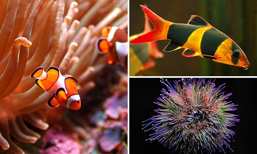 Entree voor het Aquarium van Brussel