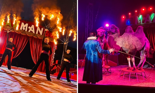 Billet d'entrée au cirque Armanzo 