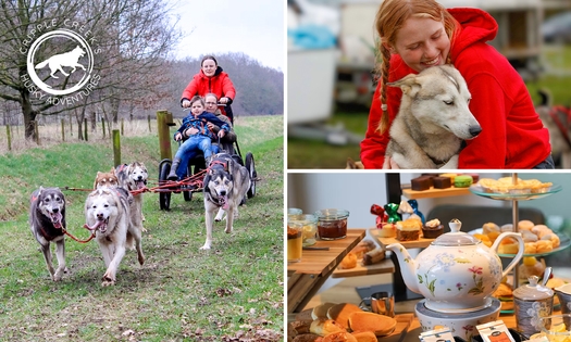 Knuffelen (45 min) en/of wandelen (30 min) met husky's + evt. high tea