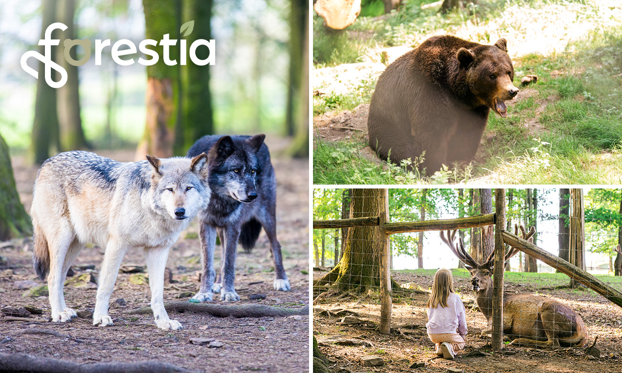 Entrée au parc animalier Forestia près de Spa
