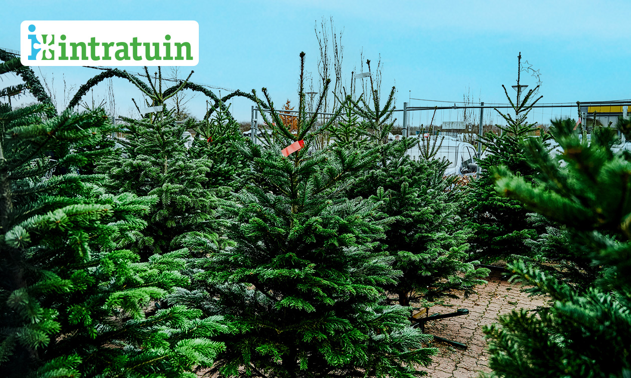 Kerstboom bij Intratuin Kerstboom bij Intratuin
