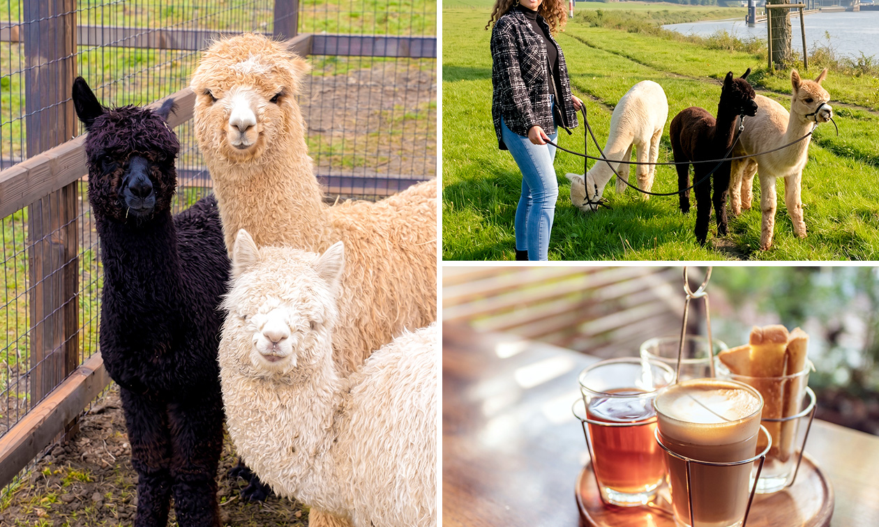Alpacawandeling (60 min) + evt. drankje + lekkers of lunchplateau