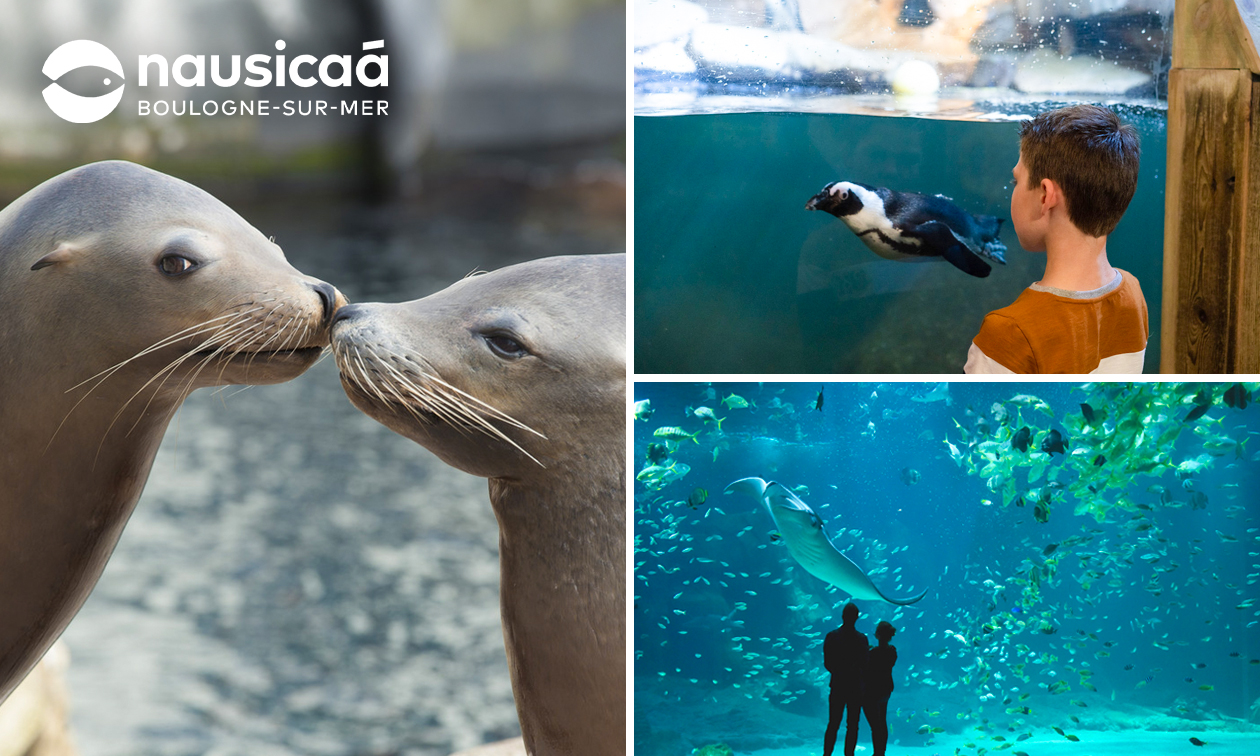 Entrée pour Nausicaá + audioguide à Boulogne-sur-Mer