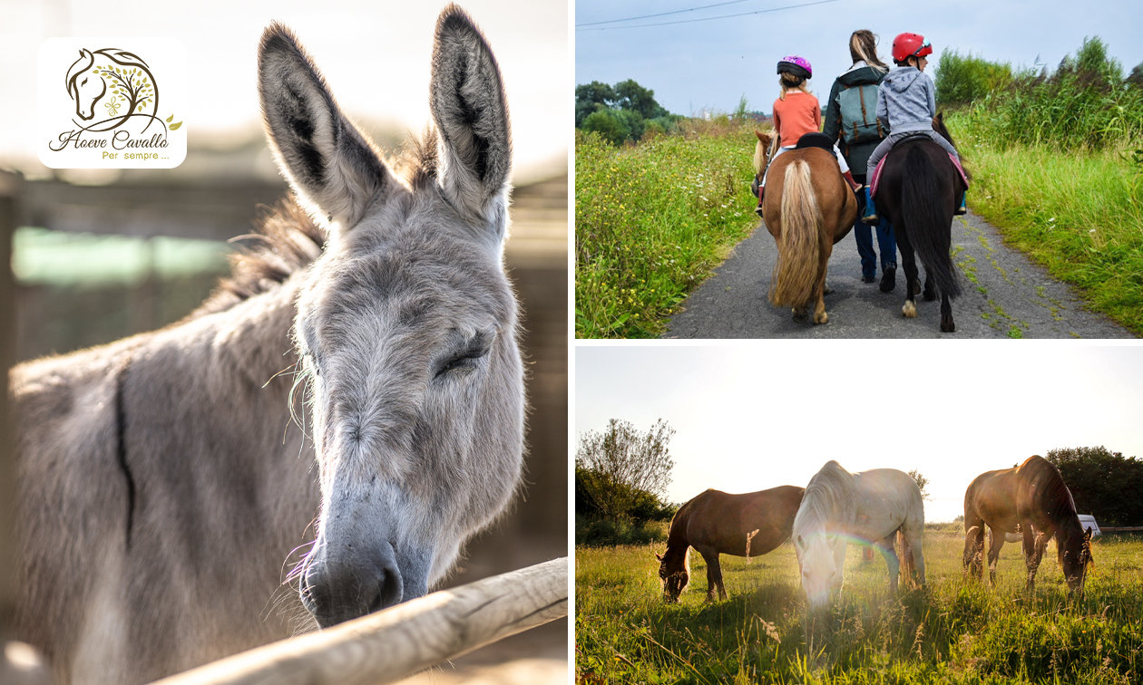 Stap- en gezinswandeling met pony's en ezels (2 uur)