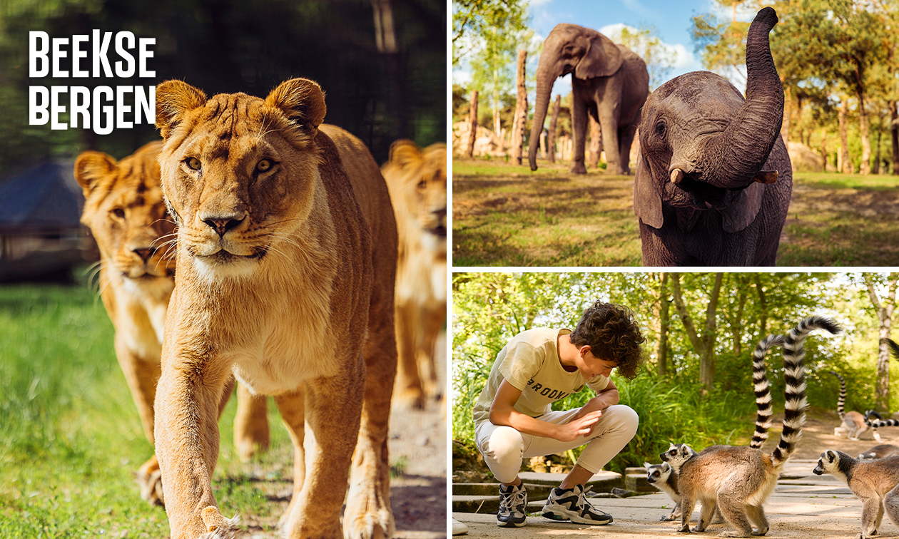 Entree Safaripark Beekse Bergen