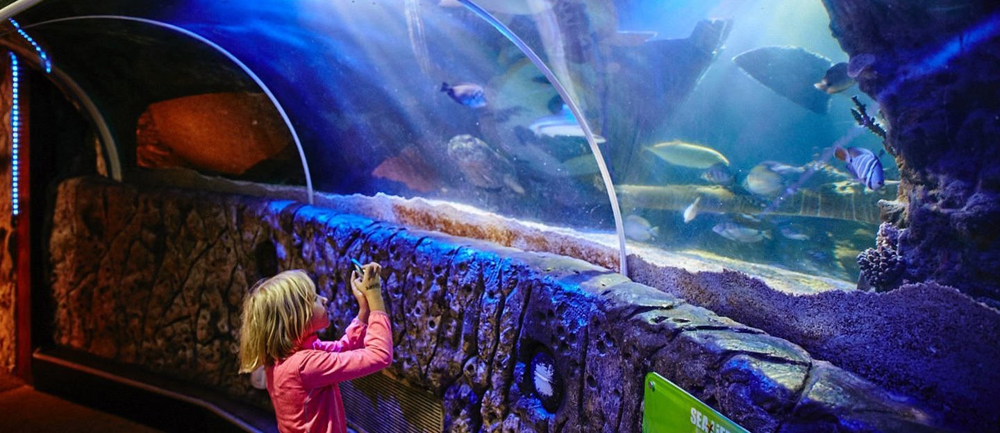 Met korting naar SEA LIFE Blankenberge: ontdek een prachtige onderwaterwereld