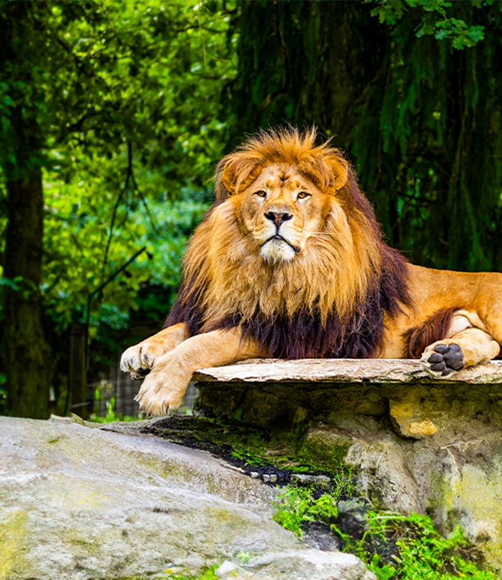 Voordelig naar Pakawi Park: kom dichter bij de dieren